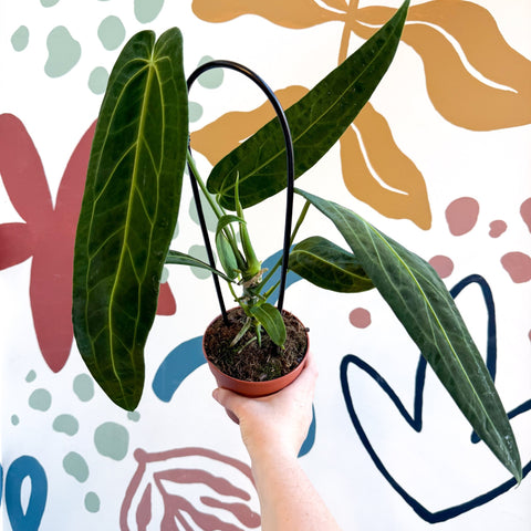 Anthurium warocqueanum - Queen Anthurium - Sprouts of Bristol