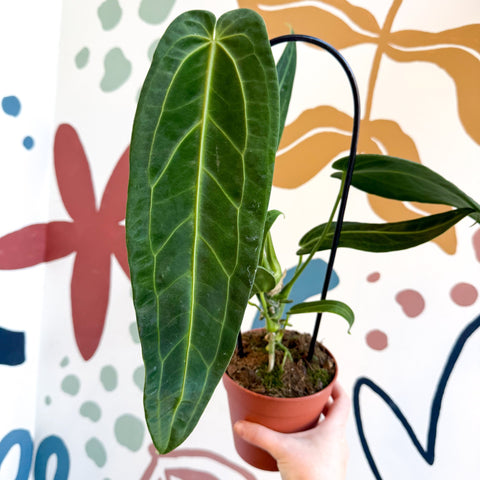 Anthurium warocqueanum - Queen Anthurium - Sprouts of Bristol