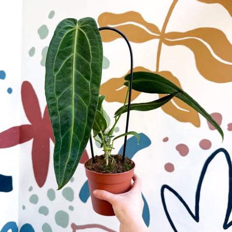queen anthurium Anthurium warocqueanum