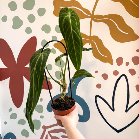 anthurium warocqueanum uk Anthurium warocqueanum