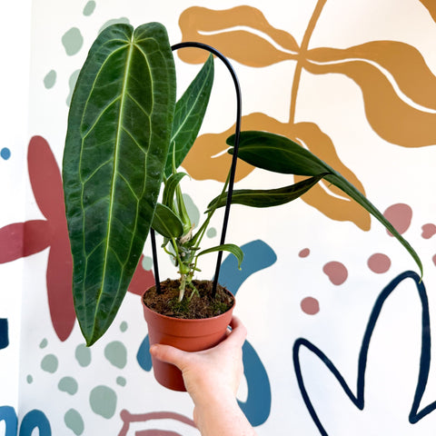 Anthurium warocqueanum - Queen Anthurium - Sprouts of Bristol