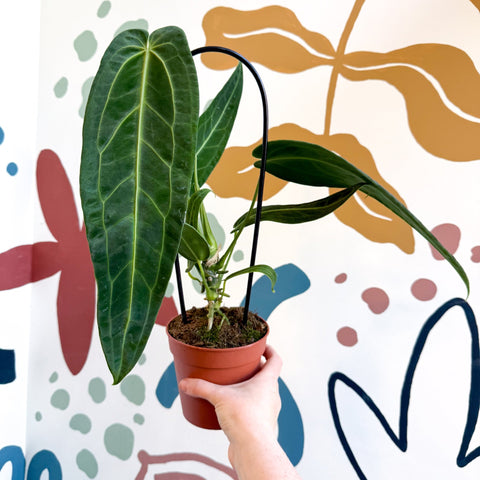 Anthurium warocqueanum - Queen Anthurium - Sprouts of Bristol