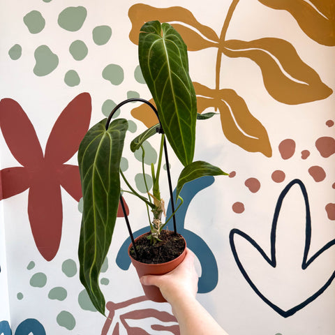 anthurium clarinervium x warocqueanum Anthurium warocqueanum