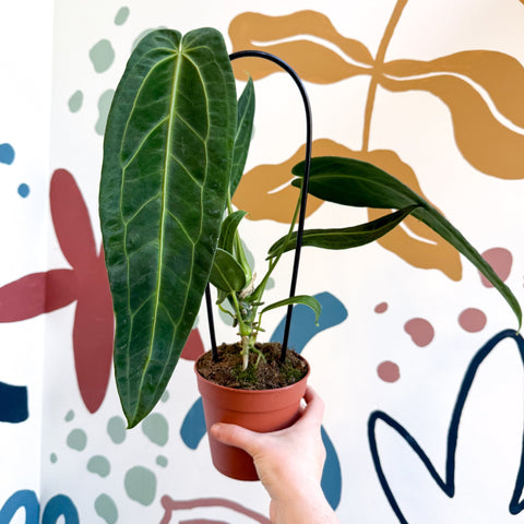 Anthurium warocqueanum - Queen Anthurium - Sprouts of Bristol