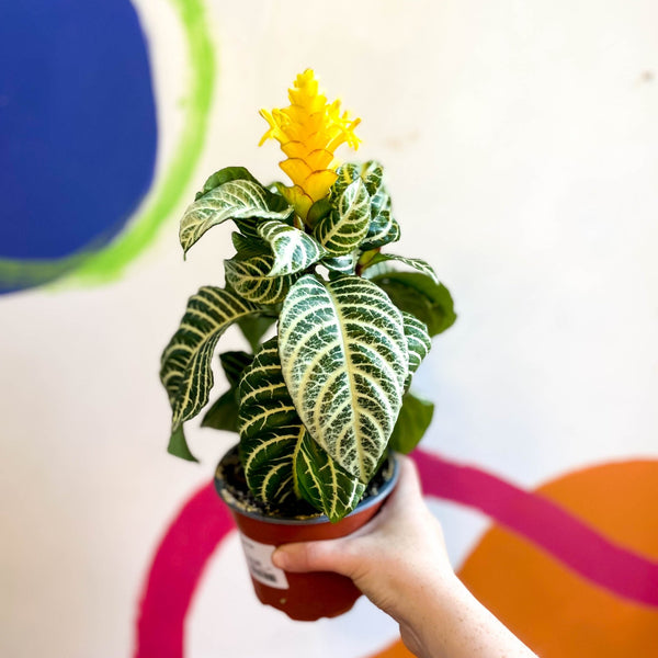 Plant in a Box - Aphelandra Curly White - Zebra plant - set van 2 - Pot Plant in a Box - Aphelandra Curly White - Zebra plant - set van 2 - Pot