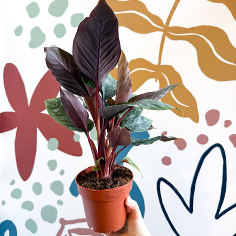 Apoballis acuminatissima - Sprouts of Bristol