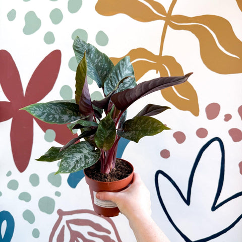 Apoballis acuminatissima - Sprouts of Bristol