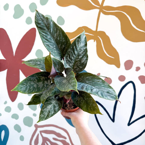 Apoballis acuminatissima - Sprouts of Bristol