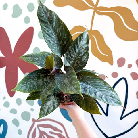 Apoballis acuminatissima - Sprouts of Bristol