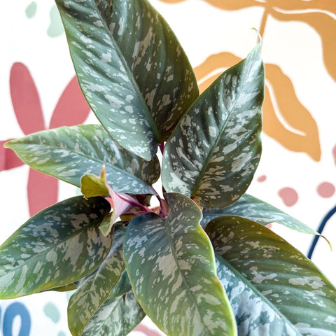 Apoballis acuminatissima - Sprouts of Bristol