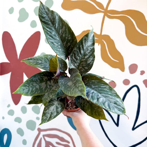 Apoballis acuminatissima - Sprouts of Bristol