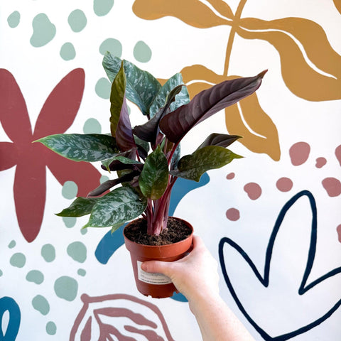 Apoballis acuminatissima - Sprouts of Bristol