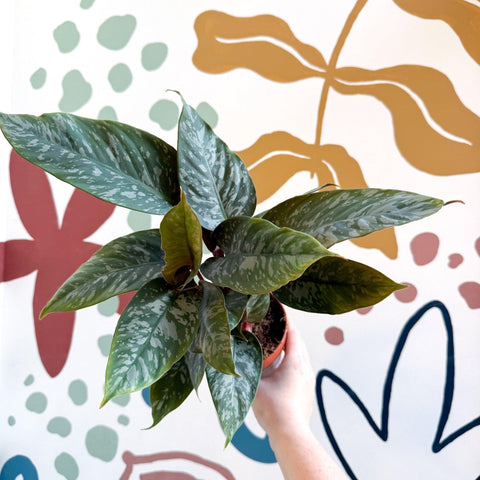 Apoballis acuminatissima - Sprouts of Bristol