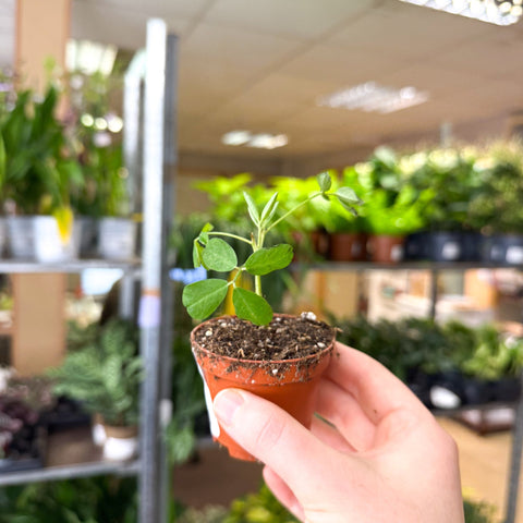 indoor peanut plant Arachis hypogaea – Peanut Plant – Sprouts of Bristol