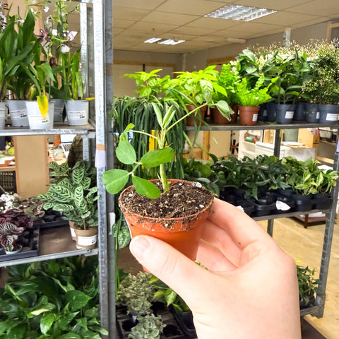 Arachis hypogaea – Peanut Plant - Sprouts of Bristol