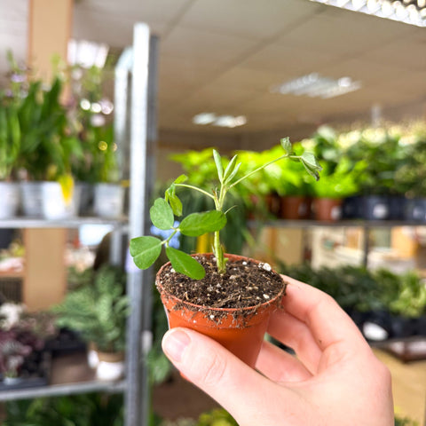 Arachis hypogaea – Peanut Plant - Sprouts of Bristol