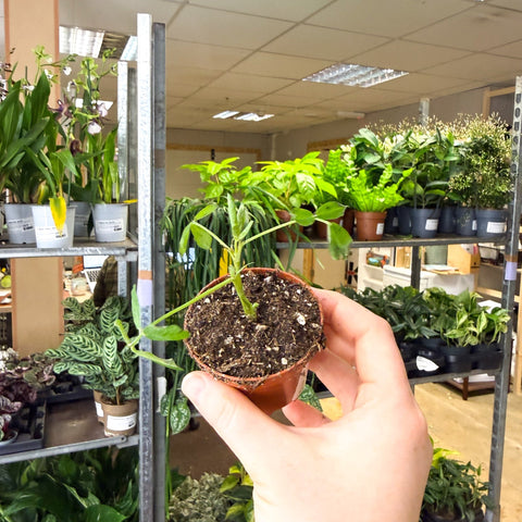 Arachis hypogaea – Peanut Plant - Sprouts of Bristol