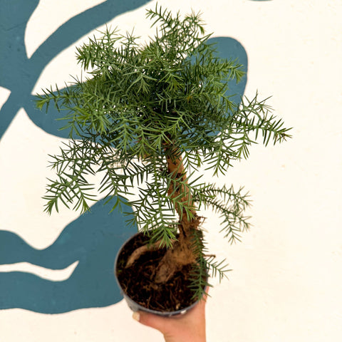 Araucaria cunninghamii - Hoop Pine Bonsai - Sprouts of Bristol