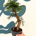 Araucaria cunninghamii - Hoop Pine Bonsai - Sprouts of Bristol