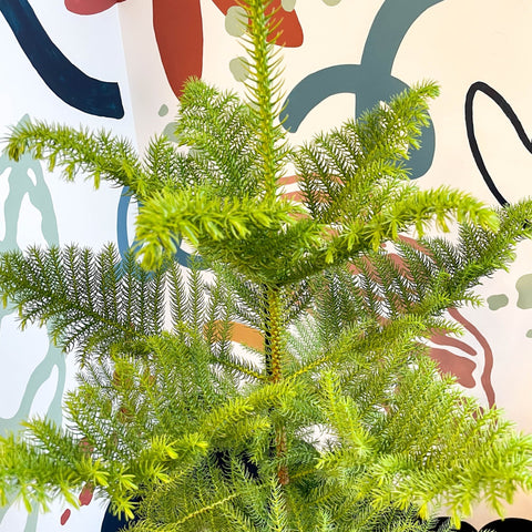 Araucaria heterophylla - Norfolk Island Pine - Sprouts of Bristol