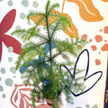 Araucaria heterophylla - Norfolk Island Pine - Unusual Potted Christmas Tree Option! - Sprouts of Bristol