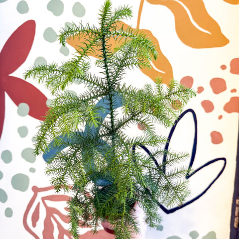 Araucaria heterophylla - Norfolk Island Pine - Unusual Potted Christmas Tree Option! - Sprouts of Bristol