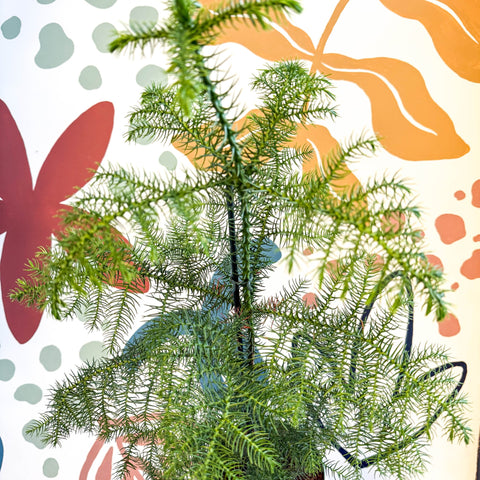 Araucaria heterophylla - Norfolk Island Pine - Unusual Potted Christmas Tree Option! - Sprouts of Bristol