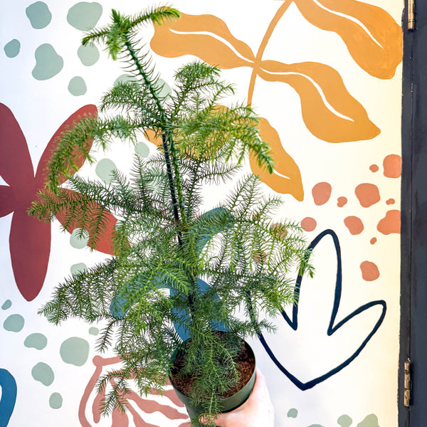 araucaria heterophylla indoor plant Araucaria heterophylla - Norfolk Island Pine