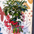 Ardisia crenata - Christmas Coral Berry - Sprouts of Bristol