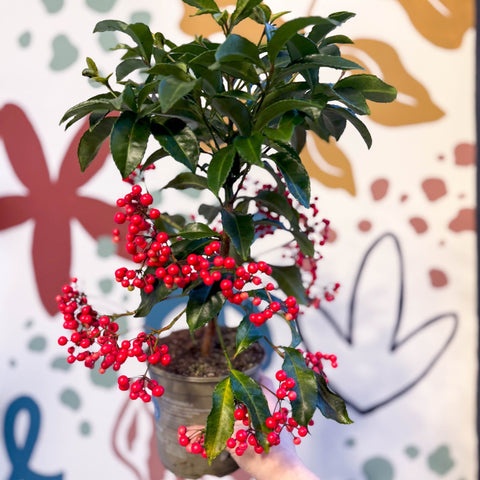 Ardisia crenata - Christmas Coral Berry - Sprouts of Bristol