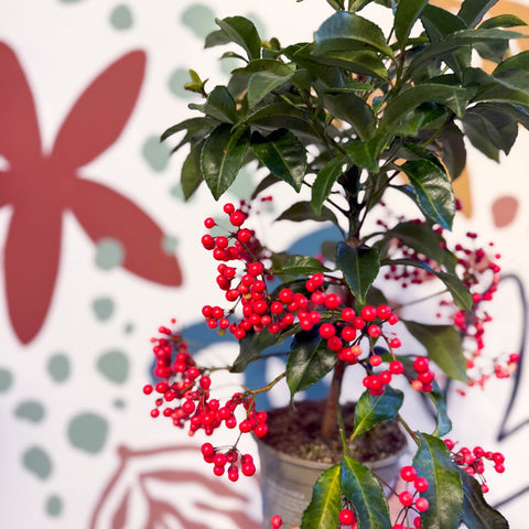 coral berry indoor plant Ardisia crenata