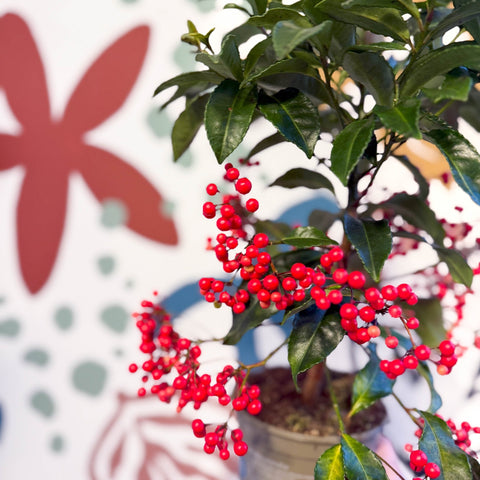 Ardisia crenata - Christmas Coral Berry - Sprouts of Bristol