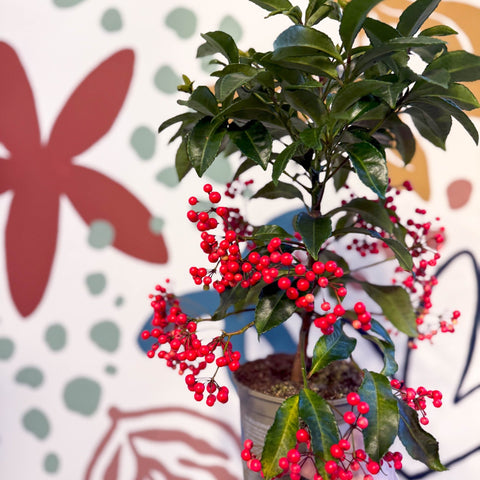 christmas berry plant indoor Ardisia crenata