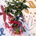 Ardisia crenata - Christmas Coral Berry - Sprouts of Bristol