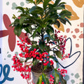 Ardisia crenata - Christmas Coral Berry - Sprouts of Bristol