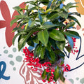 Ardisia crenata - Christmas Coral Berry - Sprouts of Bristol