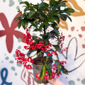 Ardisia crenata - Christmas Coral Berry - Sprouts of Bristol