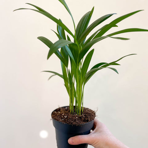 areca palm live Areca Palm