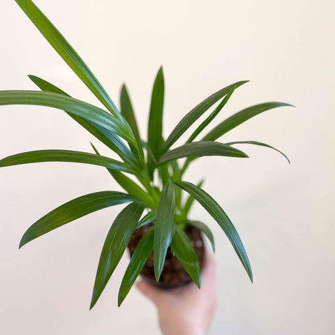 Areca Palm - Chrysalidocarpus lutescens - Sprouts of Bristol