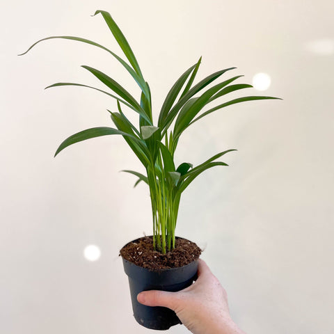 areca palm mini Areca Palm