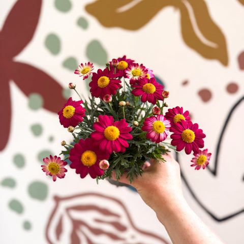 Argyranthemum frutescens 'La Rita Red' - Red Marguerite Daisy - Sprouts of Bristol