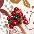 Argyranthemum frutescens 'La Rita Red' - Red Marguerite Daisy - Sprouts of Bristol