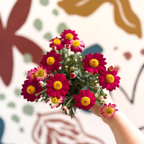 Argyranthemum frutescens 'La Rita Red' - Red Marguerite Daisy - Sprouts of Bristol