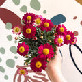 Argyranthemum frutescens 'La Rita Red' - Red Marguerite Daisy - Sprouts of Bristol