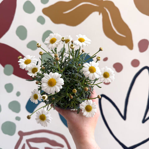 Argyranthemum frutescens 'La Rita White' - White Marguerite Daisy - Sprouts of Bristol