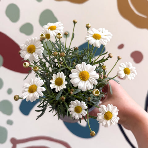 Argyranthemum frutescens 'La Rita White' - White Marguerite Daisy - Sprouts of Bristol