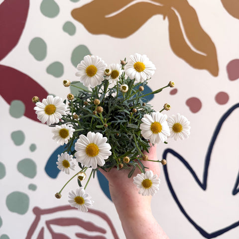 Argyranthemum frutescens 'La Rita White' - White Marguerite Daisy - Sprouts of Bristol