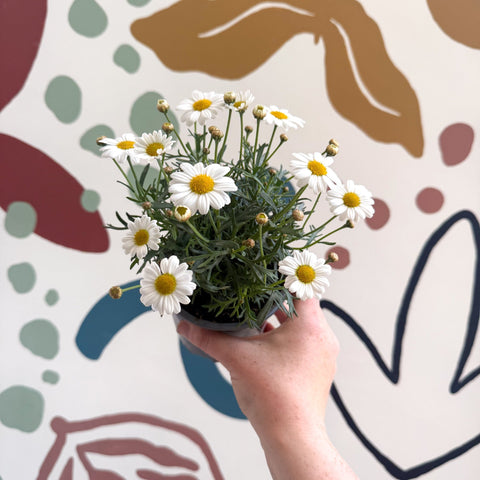 Argyranthemum frutescens 'La Rita White' - White Marguerite Daisy - Sprouts of Bristol
