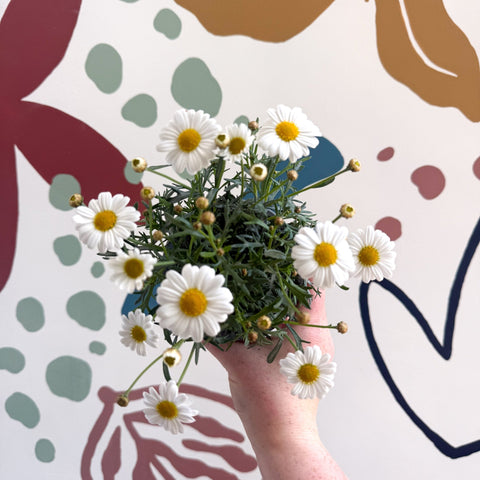 Argyranthemum frutescens 'La Rita White' - White Marguerite Daisy - Sprouts of Bristol