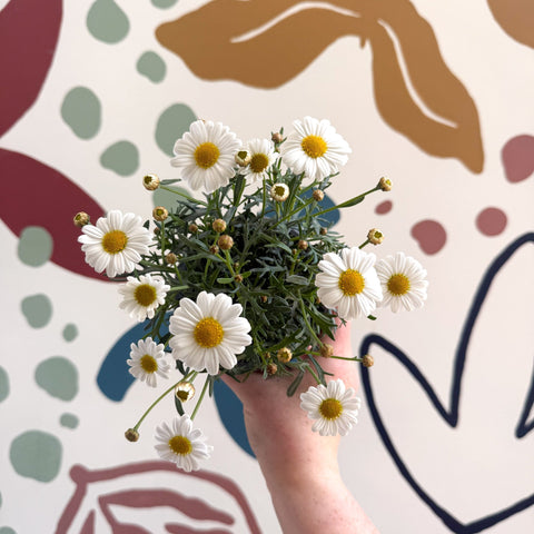 Argyranthemum frutescens 'La Rita White' - White Marguerite Daisy - Sprouts of Bristol